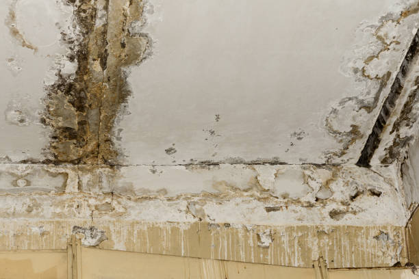 Best Post-Construction Mold Inspection  in Shoreacres, TX