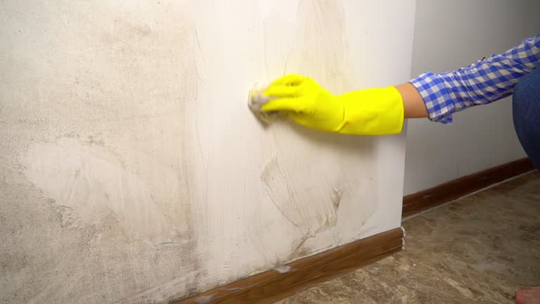 Best Mold Odor Removal Services  in Shoreacres, TX