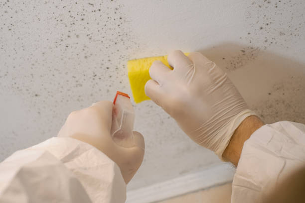 Best Post-Remediation Verification Testing  in Shoreacres, TX