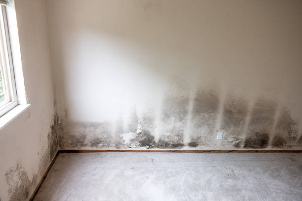 Biohazard Mold Removal in Shoreacres, TX